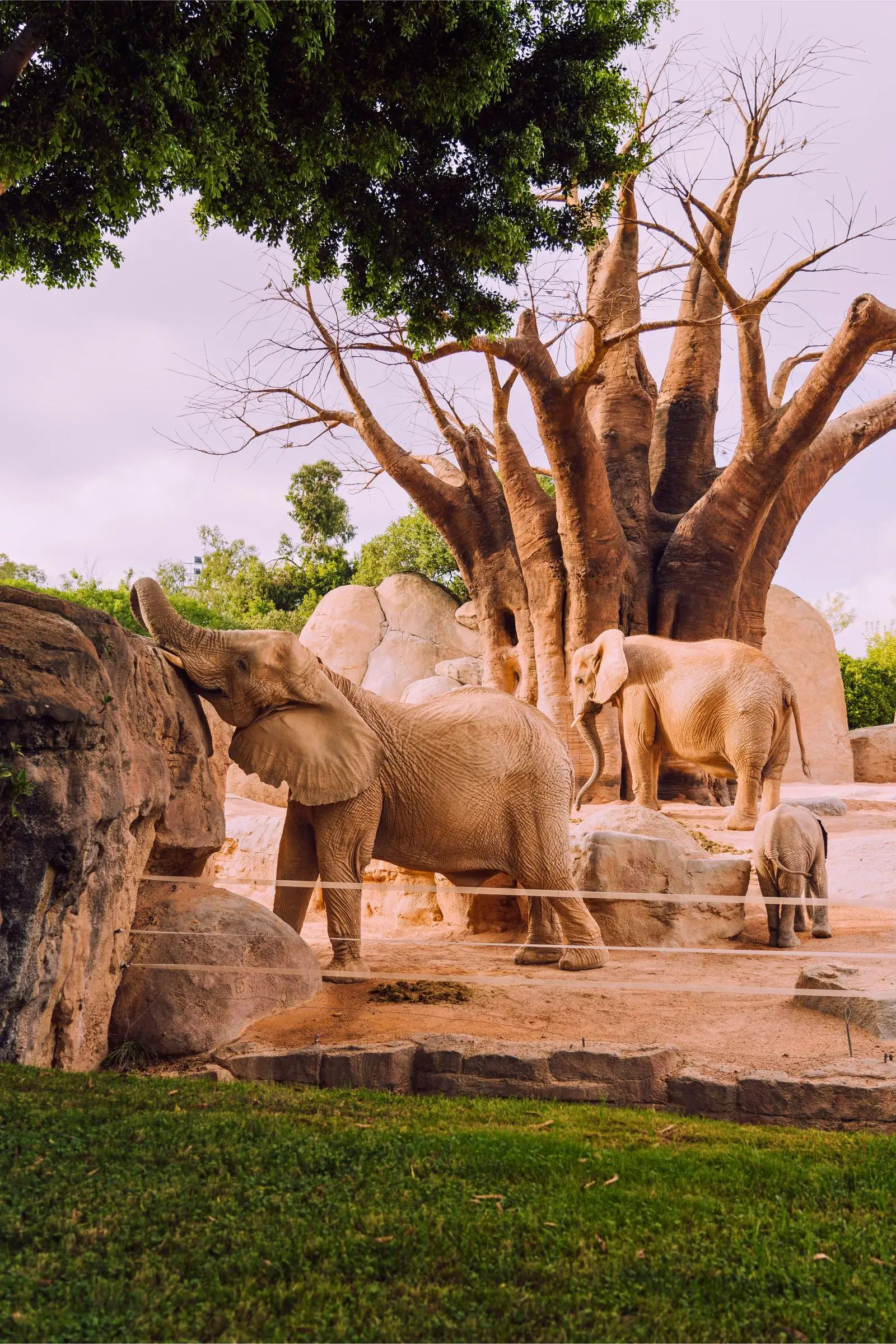 Elephants roaming the Baobab savanna at Bioparc Valencia