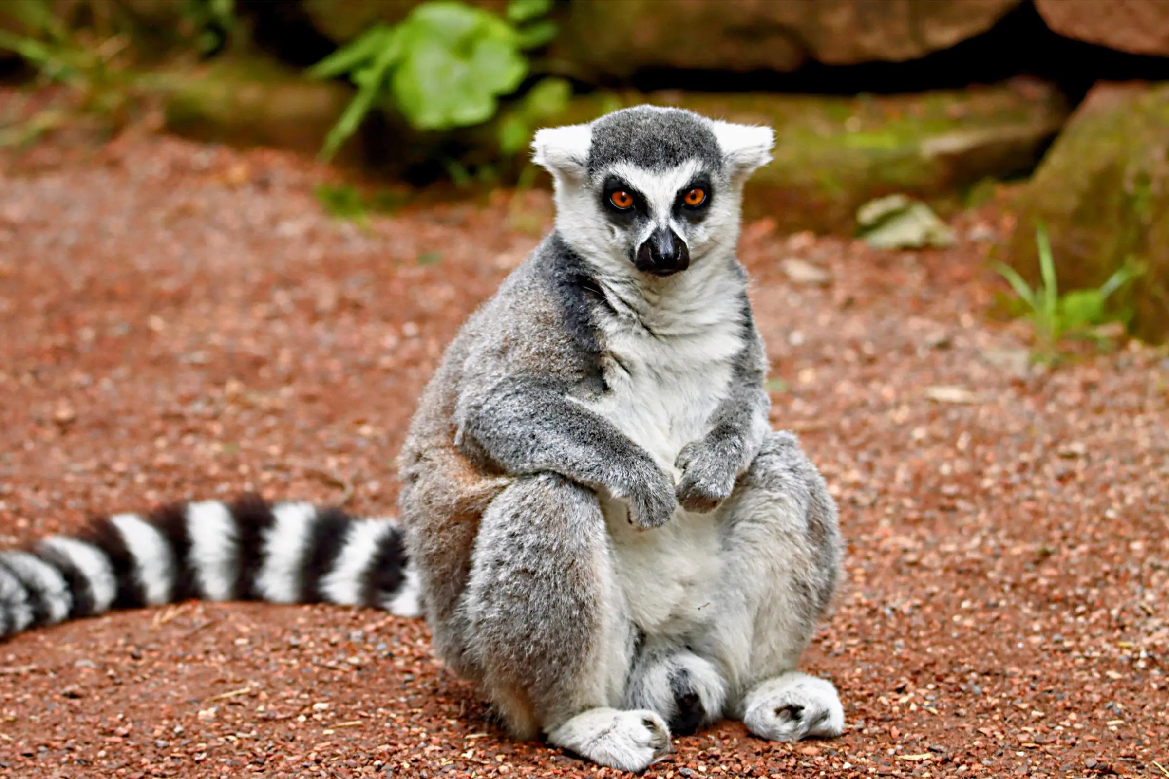 Close-up of a ring-tailed lemur inside the walk-through Madagascar zone