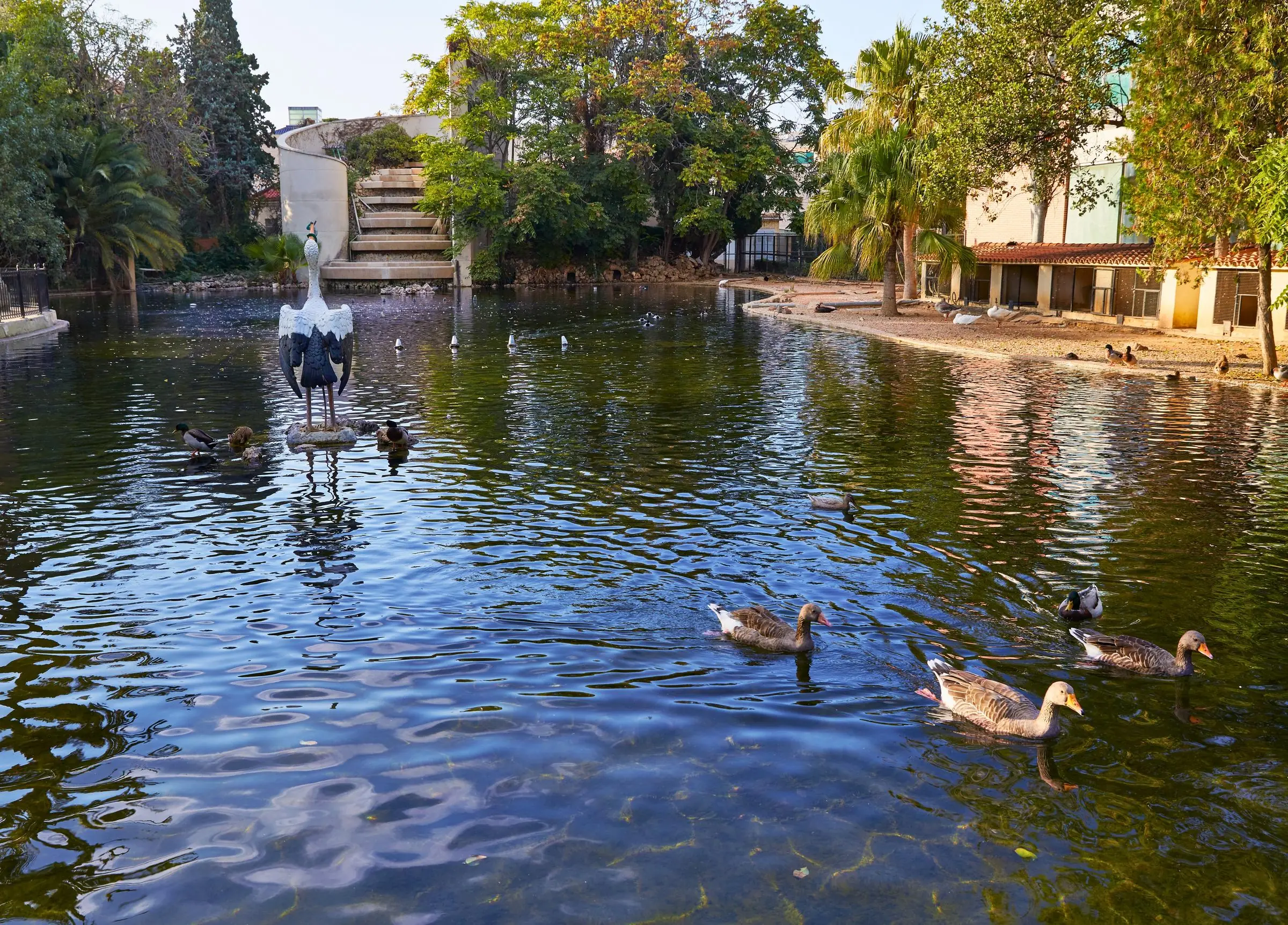 Ducks swimming in Jardines del Real